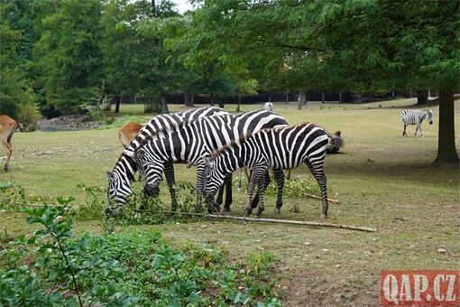 Křtiny zebry bezhřívé_0825_QAP (10)