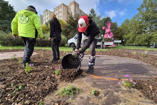 20251002_nova_vysadba_kralik_lochotin (33)