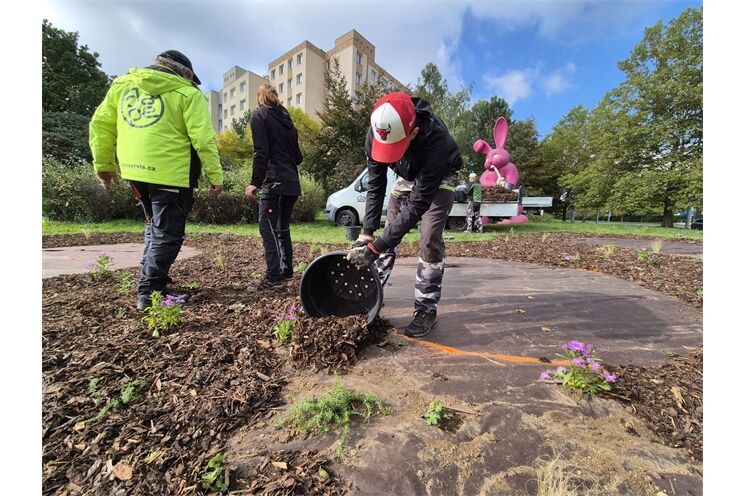 20251002_nova_vysadba_kralik_lochotin (33)