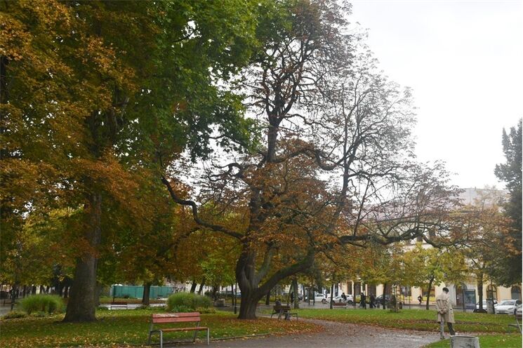 kácení ve Smetanových sadech_1025_MMP (5)