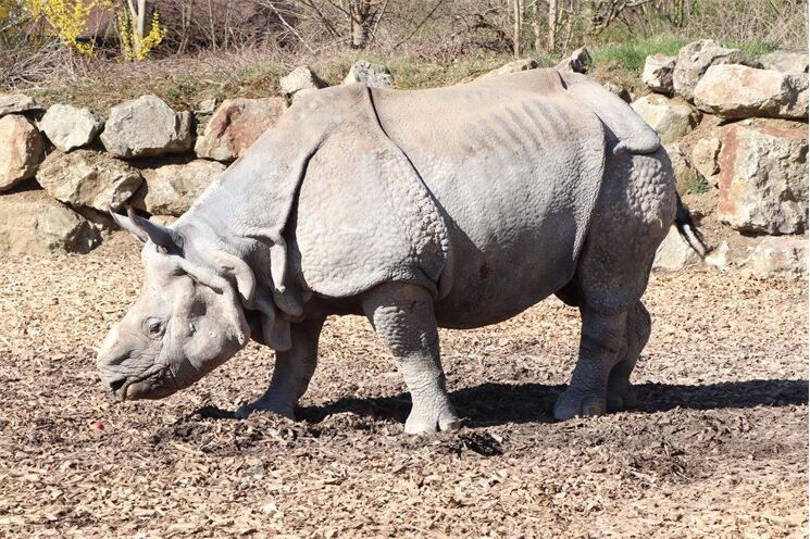 Zemřel nosorožec Baabuu_1125_K.Misíková Zemřel nosorožec Baabuu_1125_K.Misíková