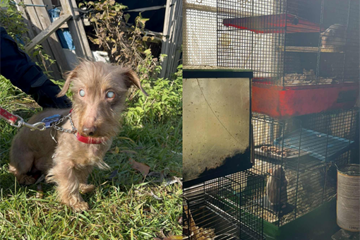 KVS týraná zvířata Tachov_1125_KVS a U Šmudliny