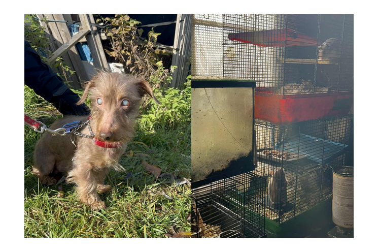 KVS týraná zvířata Tachov_1125_KVS a U Šmudliny