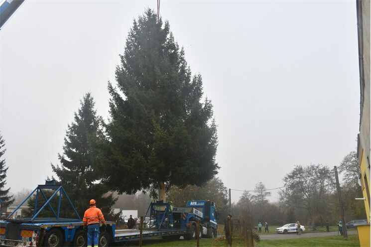 vánoční strom Plzeň_1125_MMP (9)