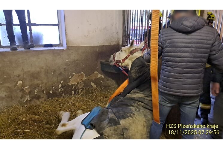 Hasiči pomáhají padlému koni_1125_HZSPK (1)