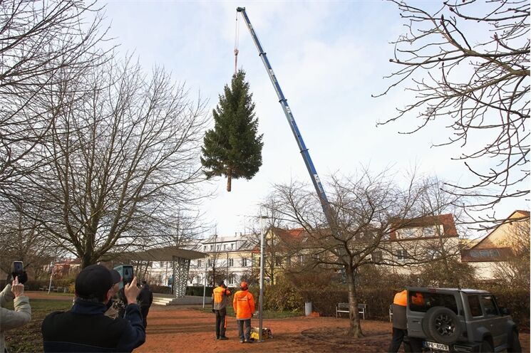 Vánoční strom Čtyřky dorazil z místní školky_1125_MO4 (1)