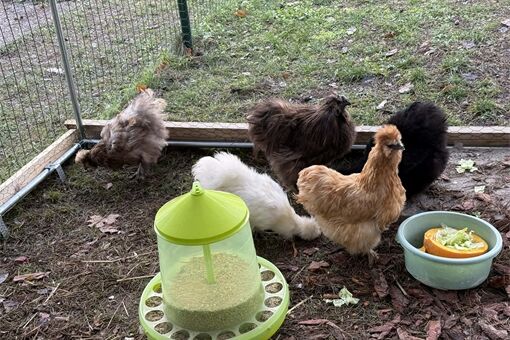 Děti ze školky se starají o slepičky_1125_UMO3 (1)