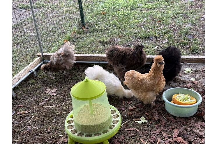 Děti ze školky se starají o slepičky_1125_UMO3 (1)