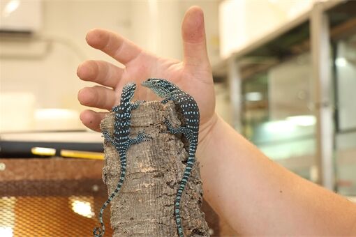 varanus-macrei (35)-jedno z dvojčat a sameček z prvního vejce