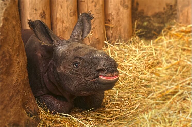 nosorožčí mládě_1125_K