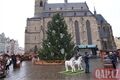 adventní trhy Plzeň_1225_QAP (13)