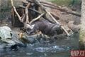 Vydří křtiny v plzeňské zoo_1225_QAP (11)