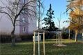 sázení stromů plzen 3 _12_25 (2)