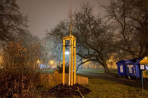 stromy hvezda QAP stromy hvezda QAP