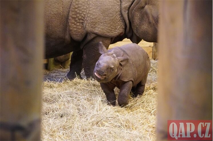 křtiny nosorožec Ap_1225_QAP (27)