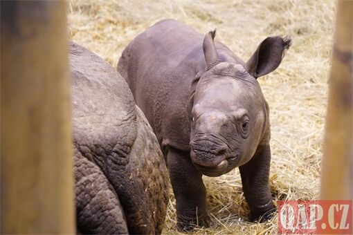 křtiny nosorožec Ap_1225_QAP (7)