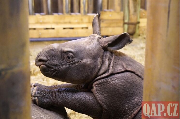křtiny nosorožec Ap_1225_QAP (12)