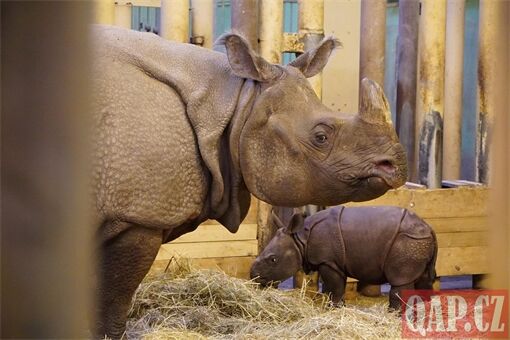 křtiny nosorožec Ap_1225_QAP (15)
