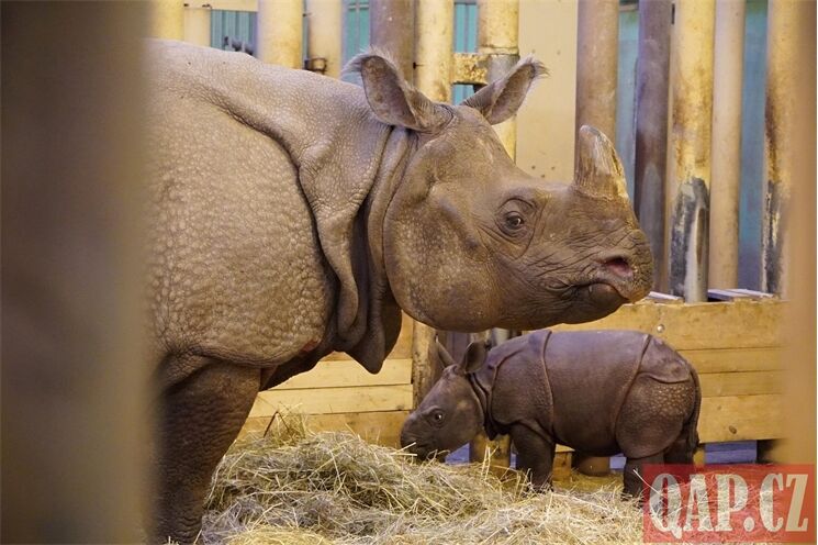 křtiny nosorožec Ap_1225_QAP (15)