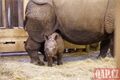 křtiny nosorožec Ap_1225_QAP (20)