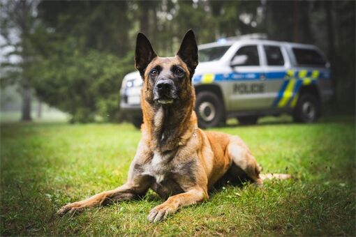 Noční řádění muže v Plzni ukončil policejní pes_1225_PČR