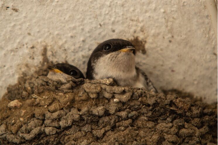 jiricka-obecna_Ludmila-Koresova