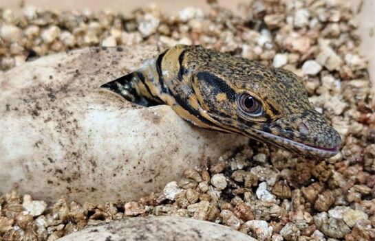 mládě varana plodožravého_0126_zoo Plzeň (1)