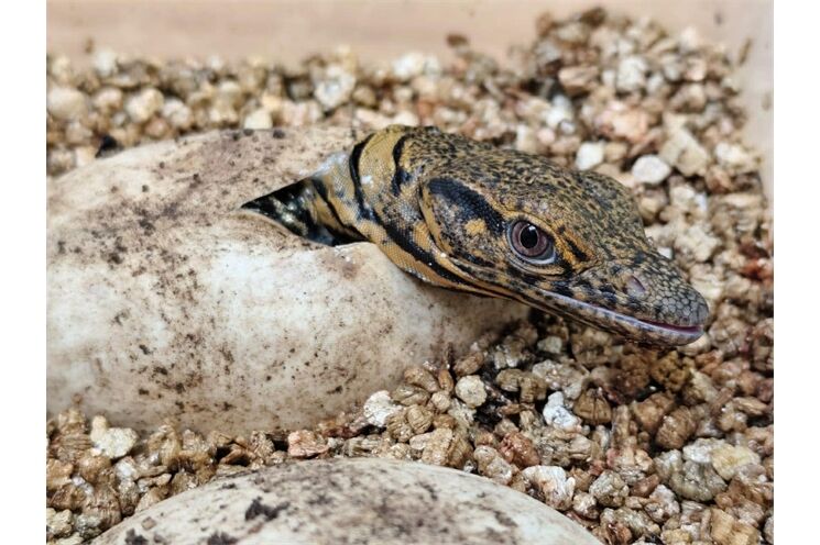 mládě varana plodožravého_0126_zoo Plzeň (1)