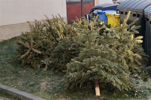 Svoz vánočních stromů_0126_město Rokycany