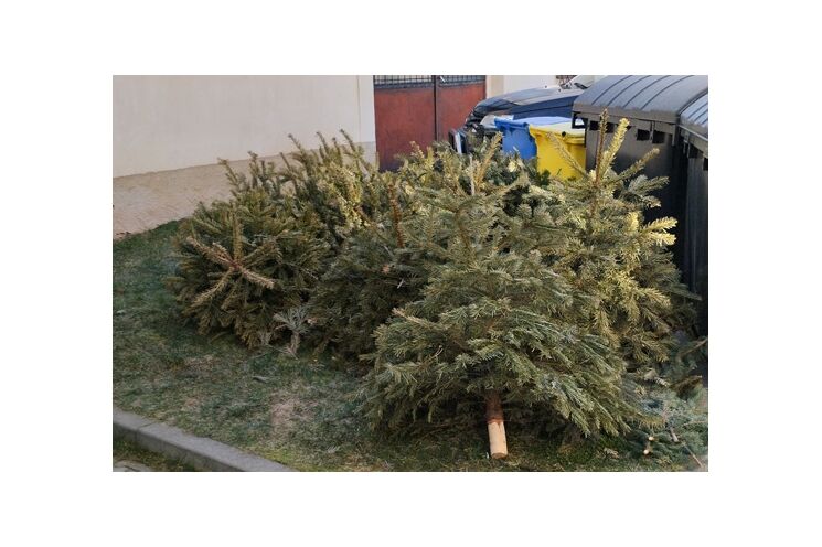 Svoz vánočních stromů_0126_město Rokycany