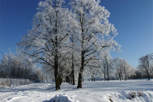 alej roku ilustrační