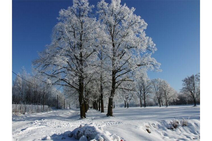 alej roku ilustrační