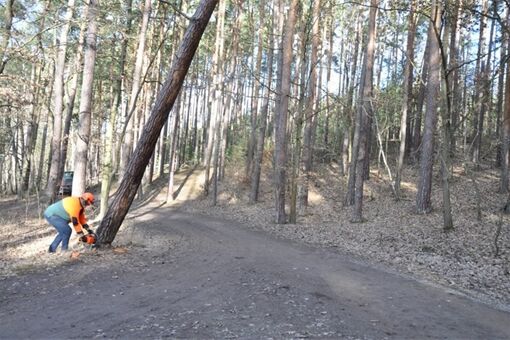 kácení v lesích Plzeň_0226_SVSMP