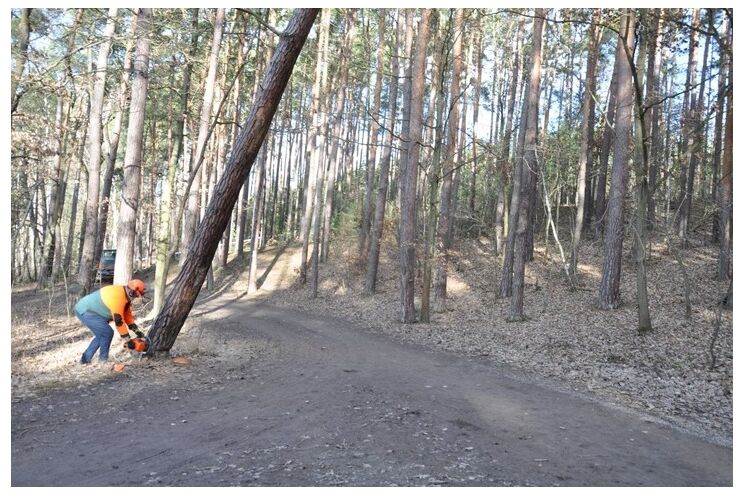 kácení v lesích Plzeň_0226_SVSMP