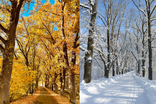 Braunerova alej Babylon_foto alej roku