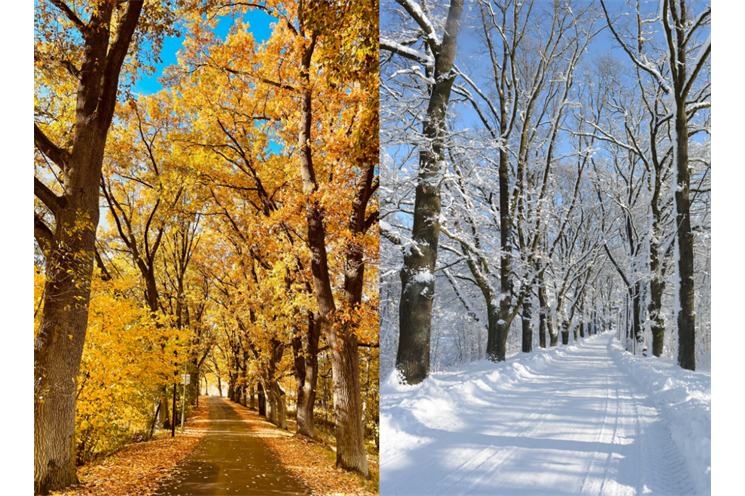 Braunerova alej Babylon_foto alej roku