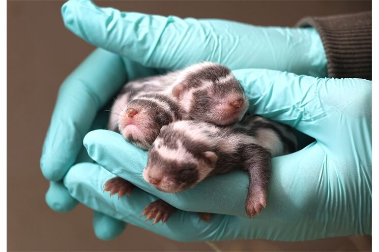 zorila malá_0226_K.Misáková a K (3)