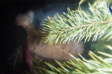 odchyt retrívra MPP_0226_MPP