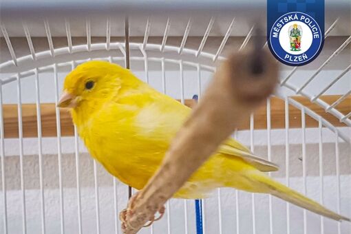 kanárek nalezenec_0226_MPP kanárek nalezenec_0226_MPP
