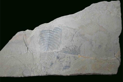 Kocka_kodymirus1040x520_zdroj AOPK Kocka_kodymirus1040x520_zdroj AOPK