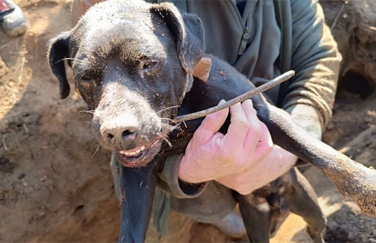 Záchrana psa Pankrác Nýřany_0326_HZSPK (3)