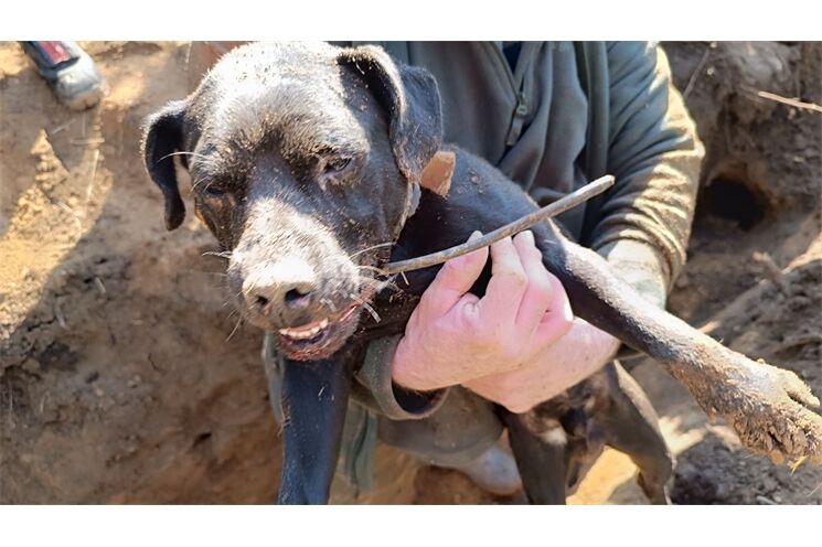 Záchrana psa Pankrác Nýřany_0326_HZSPK (3)