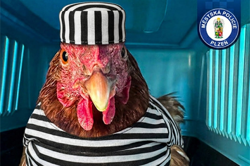 slepice MPP_0326_MPP a AI slepice MPP_0326_MPP a AI