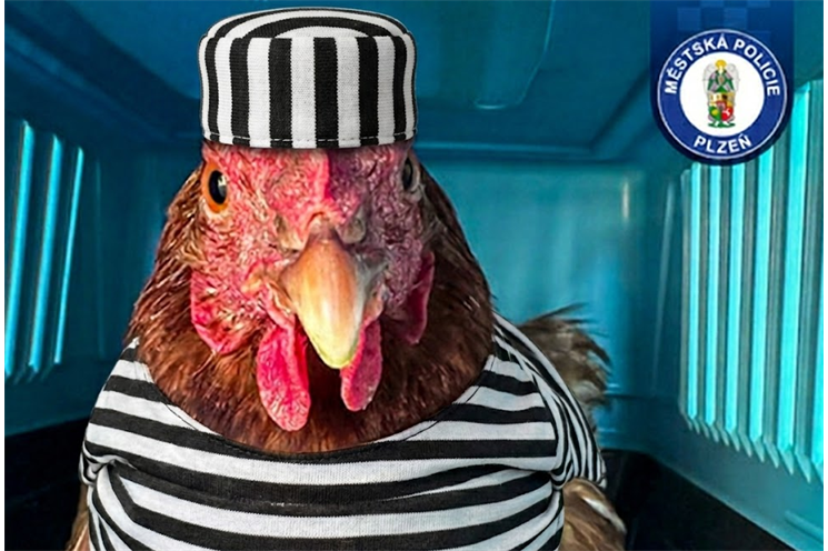 slepice MPP_0326_MPP a AI