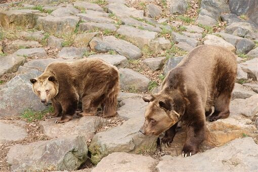 medvědi zoo se probudili_0326_K Misíková (2)