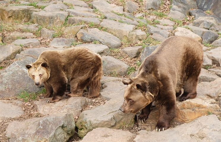 medvědi zoo se probudili_0326_K Misíková (2)