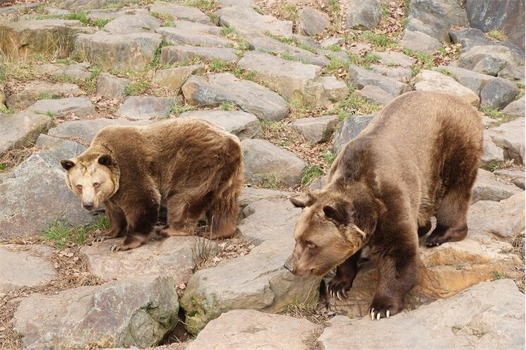medvědi zoo se probudili_0326_K Misíková (2)