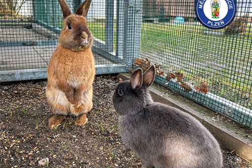 odchyt králíka_0326_MPP