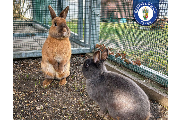 odchyt králíka_0326_MPP