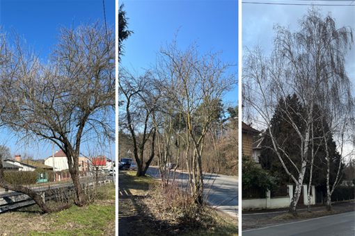 kácení stromu Jednička_0326_ÚMO1